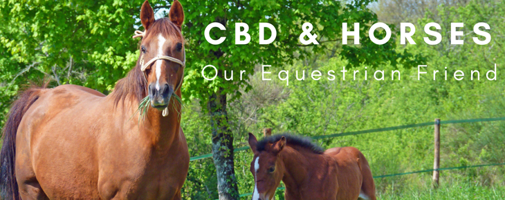 horses-and-cbd