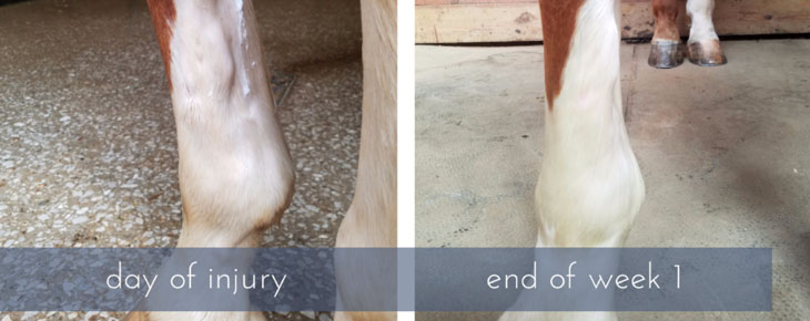 fractured-splint-bones